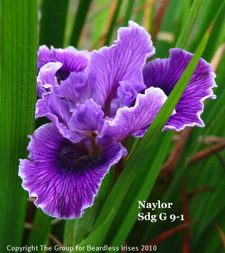 Naylor Sdg G 9-1 (3)